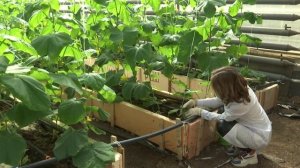 Проверенный способ посадки огурцов. Как правильно формировать огурцы. Подвязка огурцов.