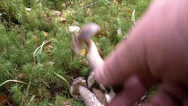 Первый раз за семнадцать лет! Дневник грибника 16 сентября 2020 года смотреть онлайн