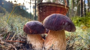 Тихая охота на боровики | Сосновый бор просыпается | Благородные грибы август 2021