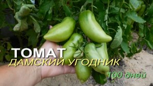 Томату ДАМСКИЙ УГОДНИК 100 дней! Обзор сортов ТОМАТОВ!