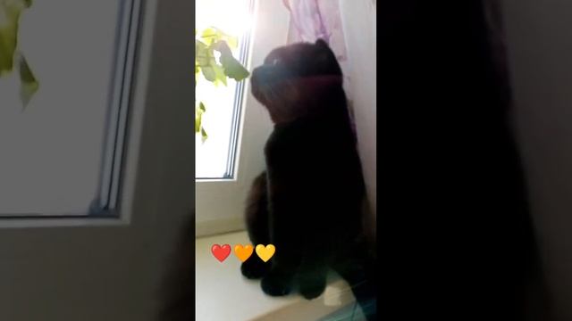 Кошка Милка и ее желтые глаза смотреть онлайн