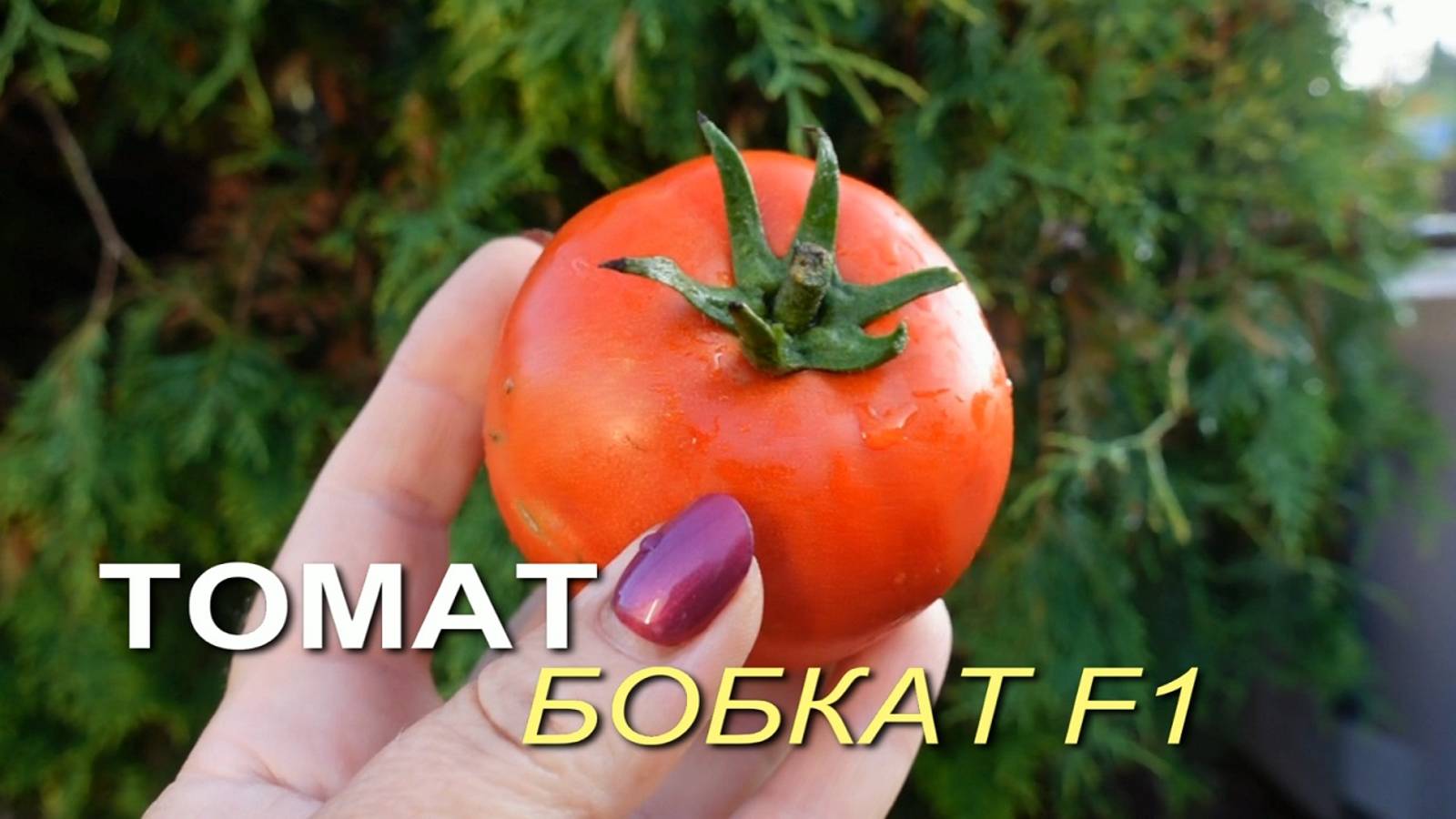 Томат БОБКАТ F1. Обзор сортов ТОМАТОВ! смотреть онлайн