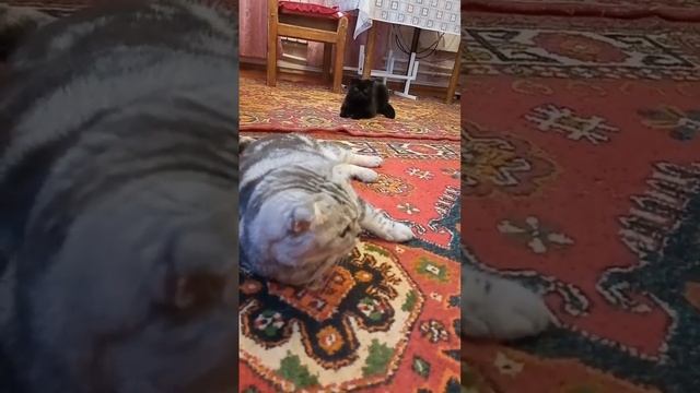 Кошка Милка и ревность смотреть онлайн