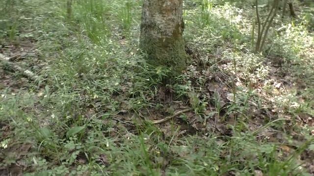 Ищите плодородные места во время урожая!!! смотреть онлайн