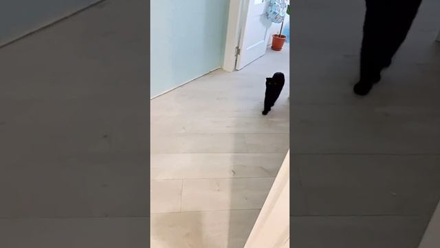 Кошка Милка подозревает смотреть онлайн