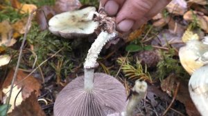 Строфария сине-зелёная - съедобна после отваривания