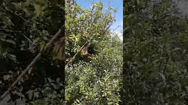 Как снимать рой пчёл, 2 часть смотреть онлайн