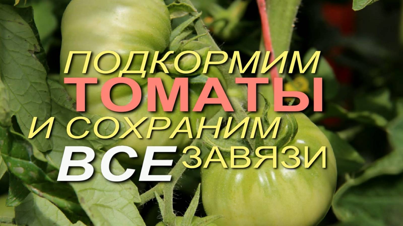 ЧЕМ ПОДКОРМИТЬ ТОМАТЫ, ЧТОБЫ УВЕЛИЧИТЬ УРОЖАЙ! Советы от ЗЕЛЕНОГО ОГОРОДА!