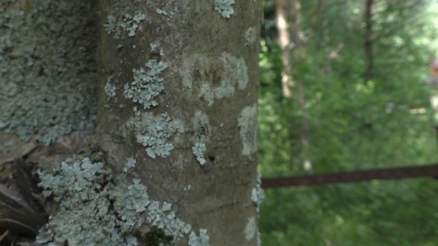 Ещё один вид грибов на нашем участке! Вёшенка лёгочная. смотреть онлайн