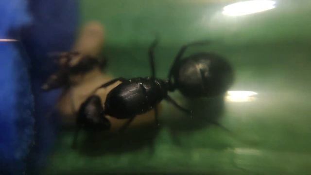 Camponotus Vagus с нуля| цикл поднятие гигантов! смотреть онлайн