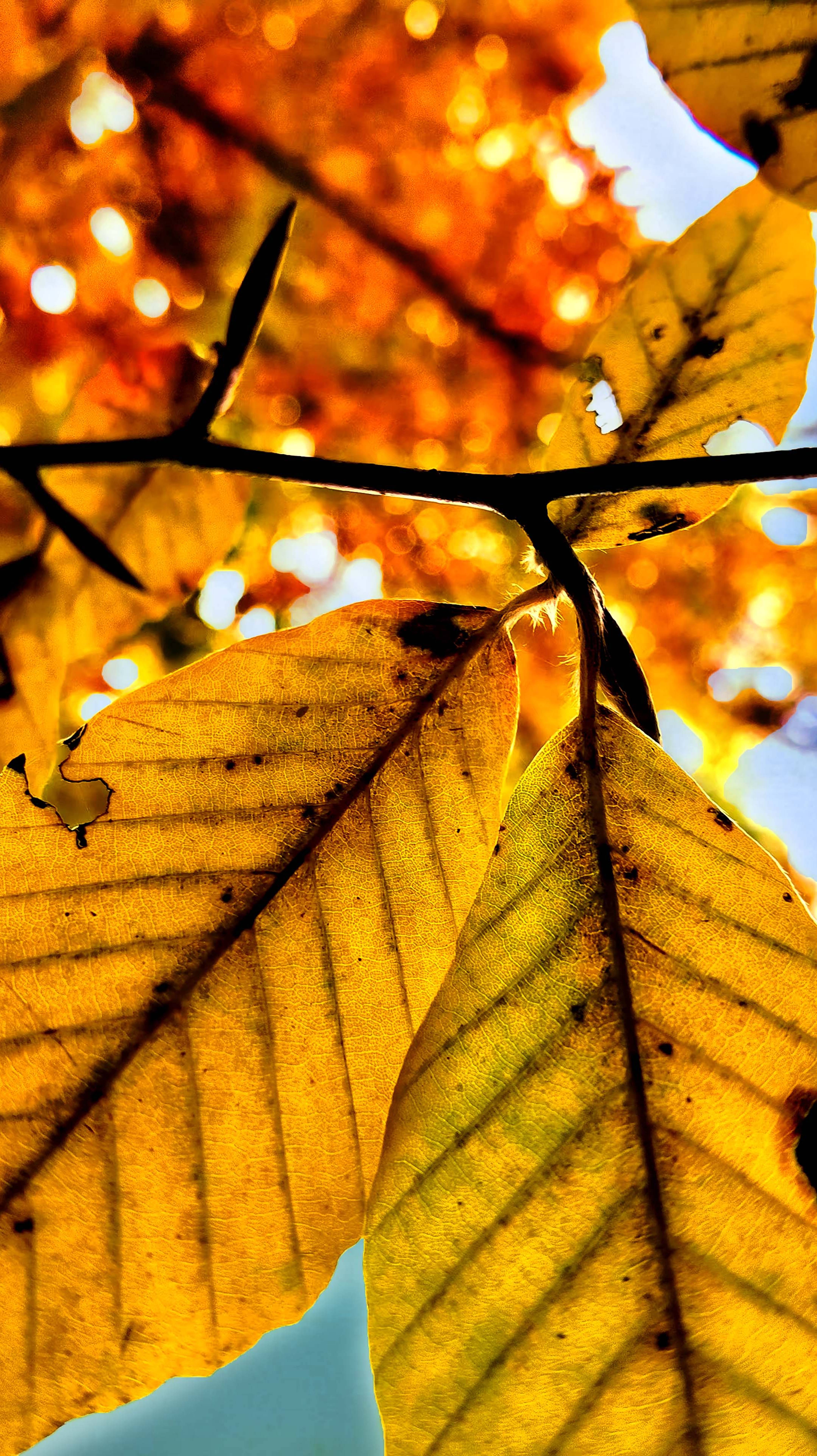 Золотая Осень смотреть онлайн