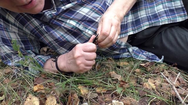 Говорушка пахучая (анисовая) Clitocybe odora смотреть онлайн