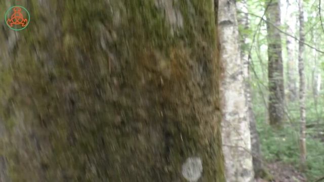 Трутовик ложный (Т.обожжённый) - Phellinus igniarius. Гриб с большим потенциалом. смотреть онлайн