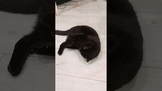 Кошка Милка и жадность смотреть онлайн