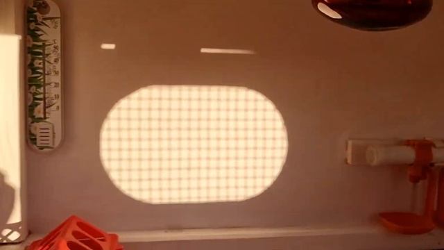 Брудер для цыплят смотреть онлайн