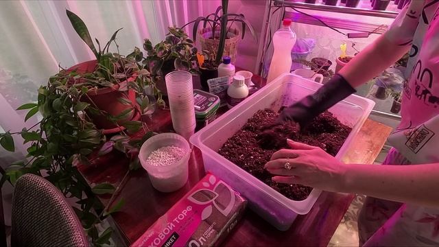 КАК ПРАВИЛЬНО ПЕРЕСАДИТЬ КАЛИБРАХОА.ОТВЕТЫ НА ВОПРОСЫ. смотреть онлайн