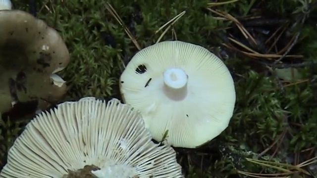 Лучшая из сыроежек - Сыроежка буреющая