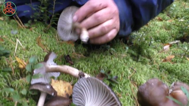 С виду страшный, но хороший! Гигрофор чёрный - Hygrophorus camarophyllus. смотреть онлайн