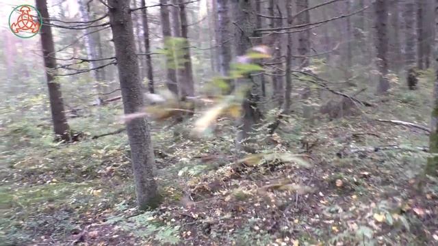 Начало волны подберёзовиков! Уникальные грибные места! Дневник грибника 17 сентября 2021 года. смотреть онлайн