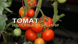 ЯБЛОНЬКА СИБИРИ! ОБЗОР СОРТОВ ТОМАТОВ! Советы от ЗЕЛЕНОГО ОГОРОДА!