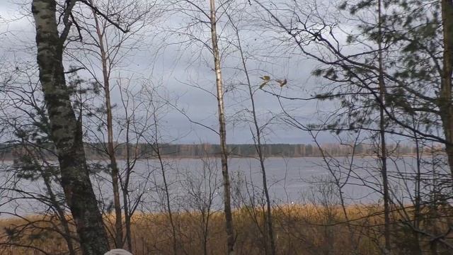 Завершение грибного сезона 2020 года. Дневник грибника 17 октября. 2020г. смотреть онлайн