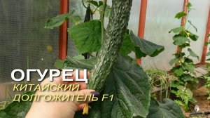 Огурец КИТАЙСКИЙ ДОЛГОЖИТЕЛЬ F1. Обзор сортов ОГУРЦОВ!