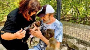 Все ОЧЕНЬ ЖЕСТКО! Маня провоцирует Степу, он искусал маме все руки, растет жесткий самец гамадрил!