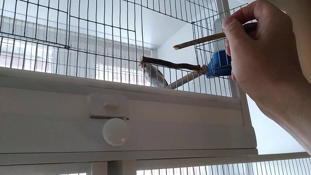 Седоголовый щегол(Равшан) #birds #birdslover #birdsounds