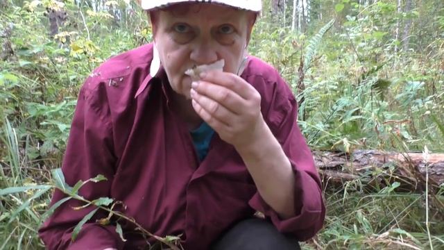 Вёшенка лёгочная съедобна и вкусна. смотреть онлайн