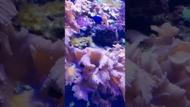 Очень красивый подводный мир. Александра Миркушова