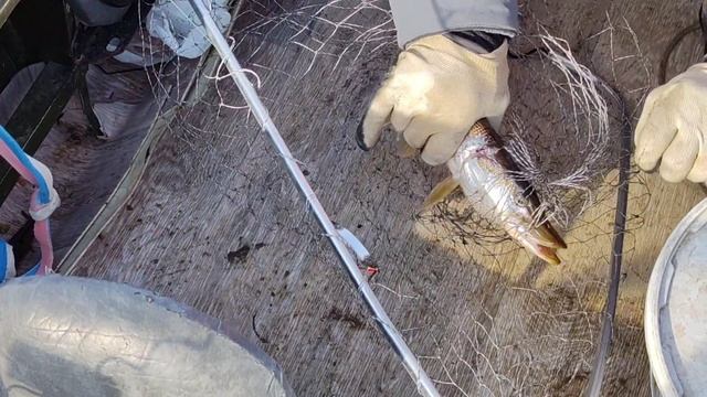 29 сентября 2024 Лодка Обь 1 мотор Honda Bf30 смотреть онлайн