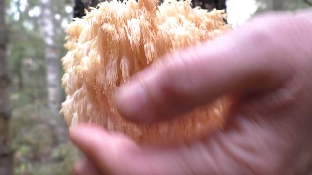 Герициум усиковый ? - Hericium cirrhatum. Редкий гриб наших лесов. смотреть онлайн