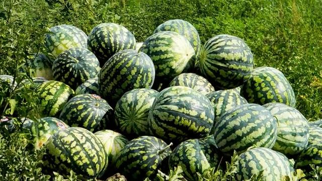 Ахтуба. Арбузы, помидоры, раки и море рыбы.. смотреть онлайн