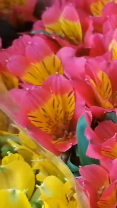 🔵Мои любимые цветочки🔵