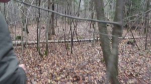 Какую чагу не берём .