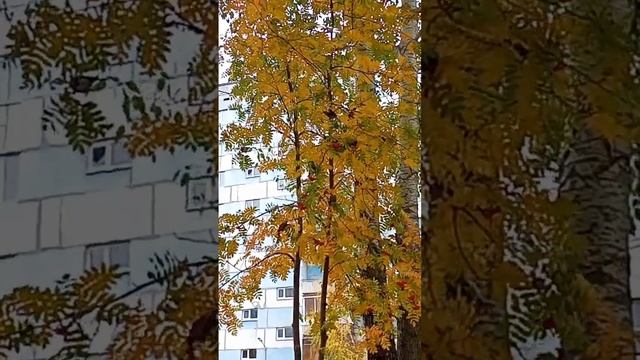 Птицы знают толк в рябине смотреть онлайн