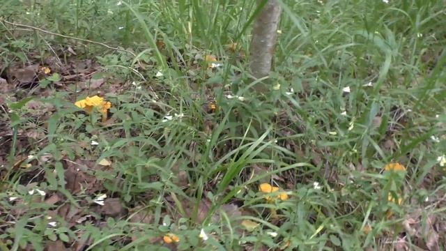 На лесных грибных плантациях. Дневник грибника 12 июля 2020 года смотреть онлайн