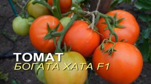 Томат БОГАТА ХАТА F1. Обзор сортов ТОМАТОВ!