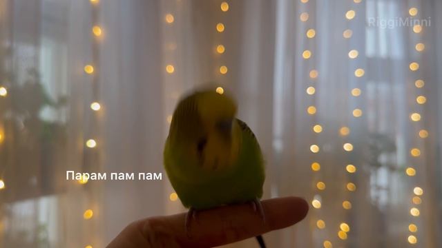 Говорящий волнистый попугай 💚✨ смотреть онлайн