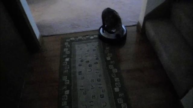 Roomba Cats: Compilation смотреть онлайн