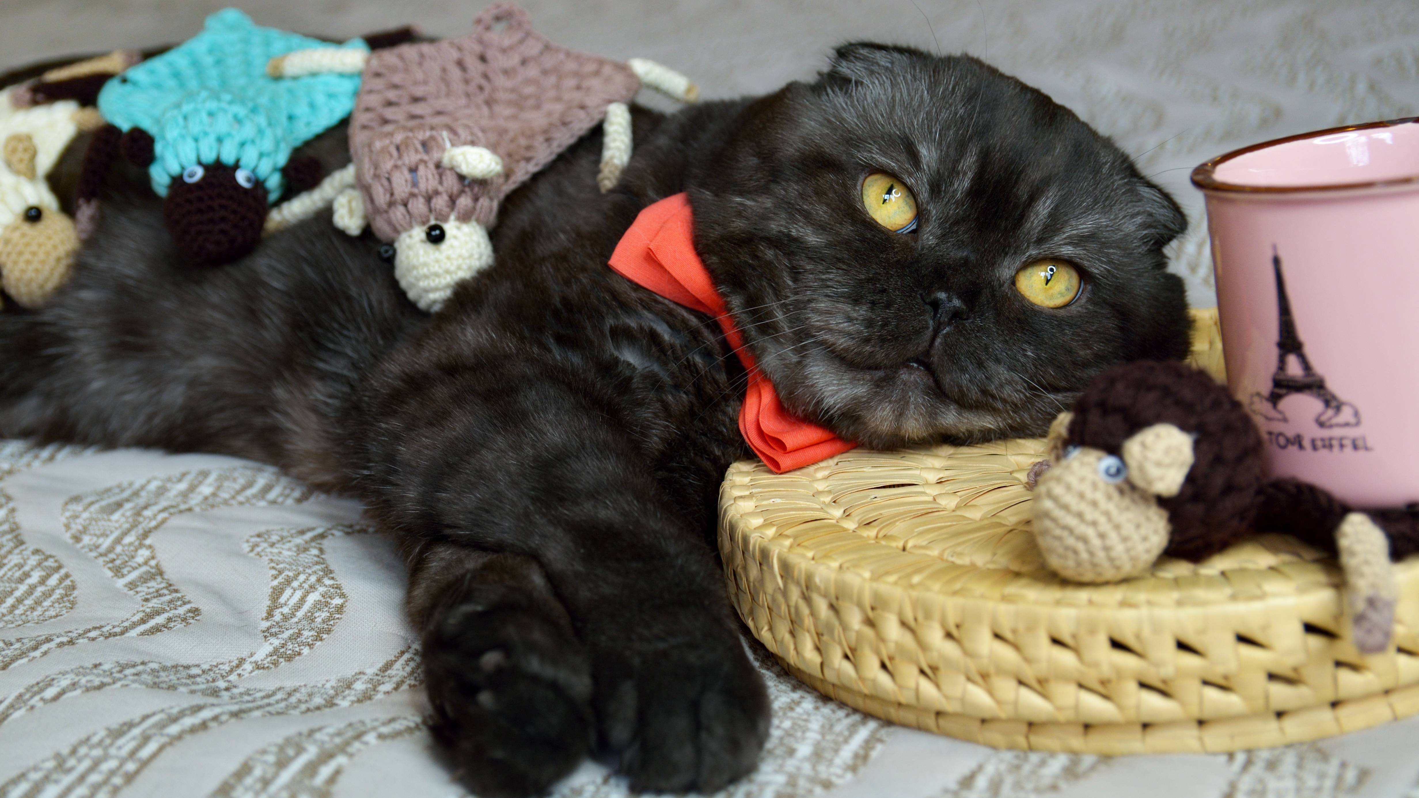 Кот - пастух и 4 барана амигуруми 🐑 | 🐑 Развлекательное видео смотреть онлайн