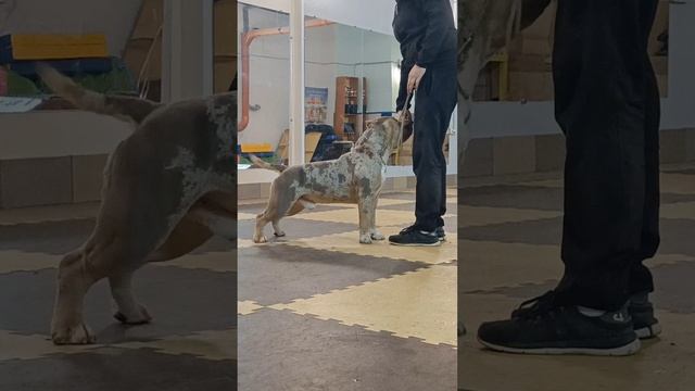 Крутой американский булли Зефир 🦍 #американскийбулли смотреть онлайн