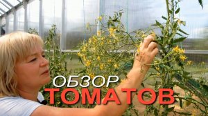 Как сохранить завязи ТОМАТОВ при перепадах температуры! Краткий обзор на конец июня!