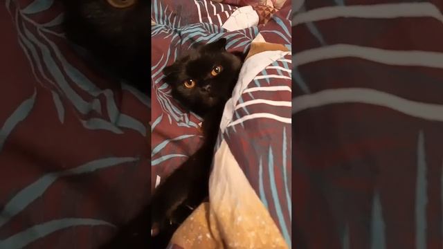 Кошка Милка и свит дримс смотреть онлайн