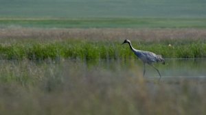 Дикая природа Хакасии (часть 3)