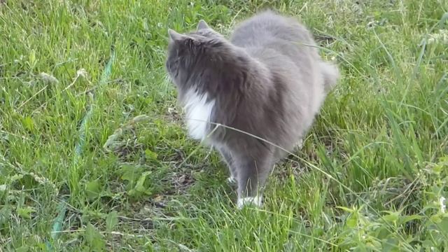 Кошачий релакс смотреть онлайн