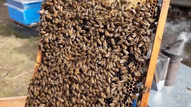 +24 Пыльца валом. Ставим полоски. ПОТЕРИ НА ПАСЕКЕ. смотреть онлайн