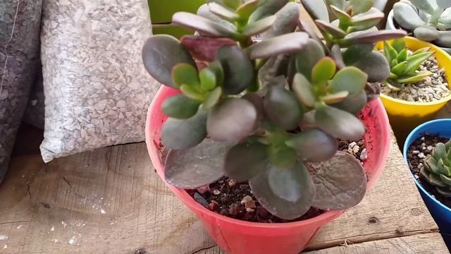 Mi Crassula Ovata Crosby's Compact Y Sus Cuidados