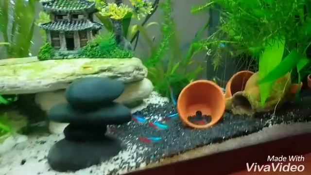 MON AQUARIUM 200 LITRES TOUTE EN DETAILLE смотреть онлайн