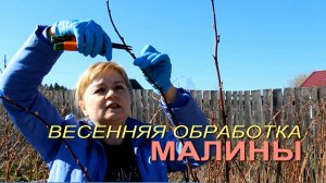 СДЕЛАЙТЕ ЭТО и МАЛИНА ЗАВАЛИТ ВАС УРОЖАЕМ! Советы от ЗЕЛЕНОГО ОГОРОДА!